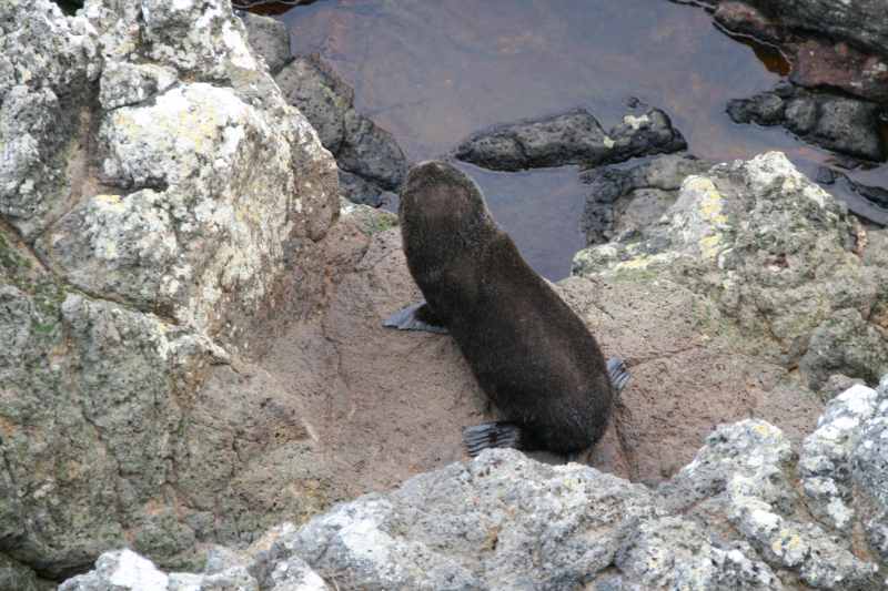 Nieuw-Zeeland 2011 - 1988